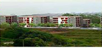 opuntia8
